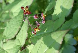 Attēlu rezultāti vaicājumam “Epimedium alpinum”