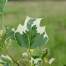 Attēlu rezultāti vaicājumam “Liriodendron tulipifera leaf”