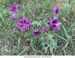 Image result for Malve