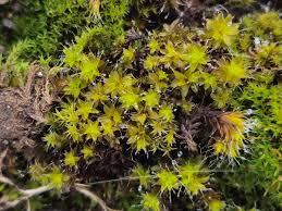 Attēlu rezultāti vaicājumam “Syntrichia latifolia macro”