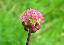 Attēlu rezultāti vaicājumam “Poterium sanguisorba flower”