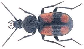 Attēlu rezultāti vaicājumam “Panagaeus cruxmajor”