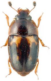 Attēlu rezultāti vaicājumam “Glischrochilus grandis”