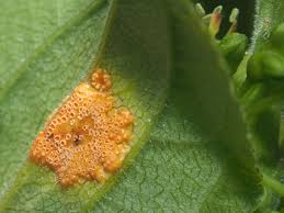 Attēlu rezultāti vaicājumam “Puccinia coronata”