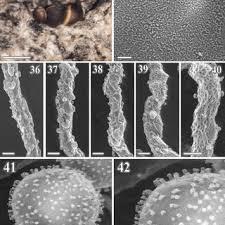 Attēlu rezultāti vaicājumam “Perichaena sp.”