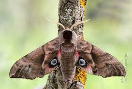 Attēlu rezultāti vaicājumam “Smerinthus ocellata”