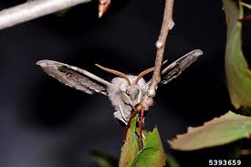 Attēlu rezultāti vaicājumam “Laothoe populi”