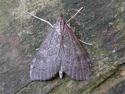 Attēlu rezultāti vaicājumam “Udea prunalis”