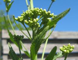 Attēlu rezultāti vaicājumam “Oenothera rubricauli bud”