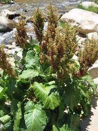 Attēlu rezultāti vaicājumam “Rumex aquaticus fruit”