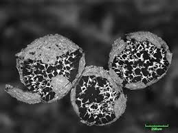 Attēlu rezultāti vaicājumam “Badhamia melanospora”
