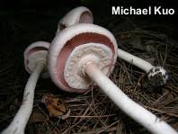 Attēlu rezultāti vaicājumam “Agaricus”