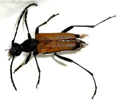 Attēlu rezultāti vaicājumam “Cychramus luteus”