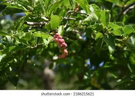 Attēlu rezultāti vaicājumam “Magnolia kobus fruit”