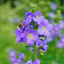 Attēlu rezultāti vaicājumam “Polemonium caeruleum flower”