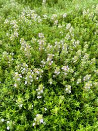 Image result for Thymus vulgaris