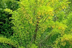 Attēlu rezultāti vaicājumam “Caragana arborescens leaf”