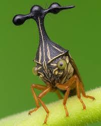 Attēlu rezultāti vaicājumam “Cixius sp.”