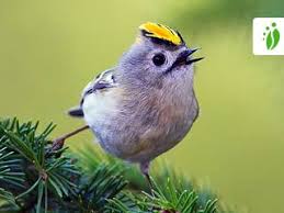 Attēlu rezultāti vaicājumam “Regulus regulus”