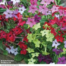 Image result for Nicotiana x sanderae `Perfume`F1