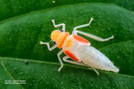 Attēlu rezultāti vaicājumam “Macrosteles sp. nymph”
