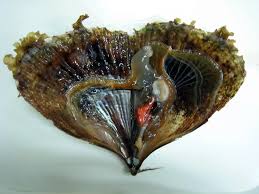 Attēlu rezultāti vaicājumam “Aloina rigida”