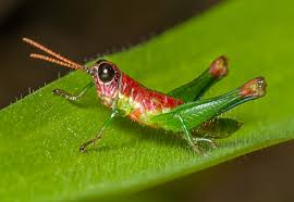 Attēlu rezultāti vaicājumam “Acrididae”