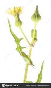 Attēlu rezultāti vaicājumam “Sonchus oleraceus bud”