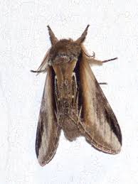 Attēlu rezultāti vaicājumam “Pheosia tremula”