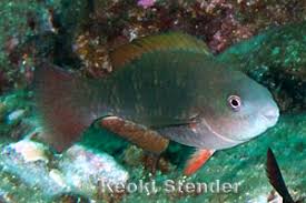 Image result for Scarus psittacus