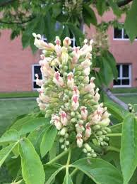 Attēlu rezultāti vaicājumam “Aesculus flava bud”