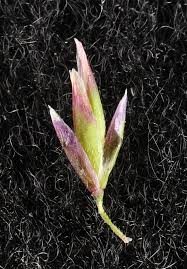 Attēlu rezultāti vaicājumam “Poa remota bud”