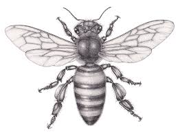 Attēlu rezultāti vaicājumam “Apis mellifera”