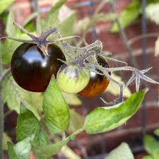 Afbeeldingsresultaat voor black cherry tomato
