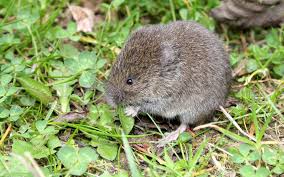 Attēlu rezultāti vaicājumam “Melilotus wolgicus”