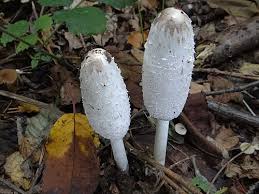 Attēlu rezultāti vaicājumam “Coprinus comatus”