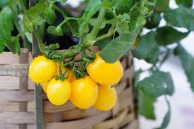 Afbeeldingsresultaat voor blushing yellow tomato