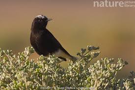 Image result for Oenanthe leucopyga