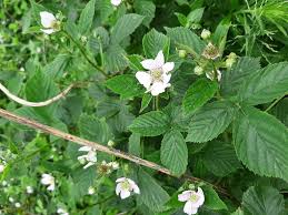 Attēlu rezultāti vaicājumam “Rubus caesius”