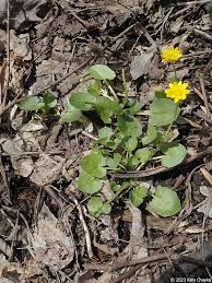 Attēlu rezultāti vaicājumam “Ficaria verna flower”
