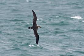 Image result for Puffinus gravis