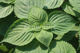 Image result for 깱깲깳깴깵깶깷깺깾깿꺀꺁꺂꺃꺆꺇꺈꺉꺊꺋꺍꺎꺏꺐