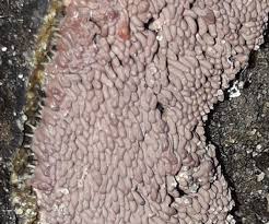 Attēlu rezultāti vaicājumam “Heterotrichia oerstedii (syn. Arcyria oerstedii) sessile”