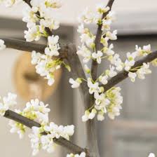 Attēlu rezultāti vaicājumam “Salix x doniana flower”
