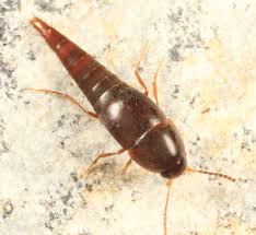 Attēlu rezultāti vaicājumam “Sepedophilus sp.”