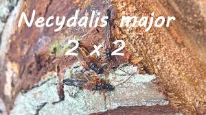 Attēlu rezultāti vaicājumam “Necydalis major”