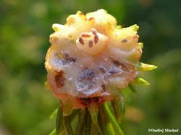 Attēlu rezultāti vaicājumam “Sacchiphantes abietis”