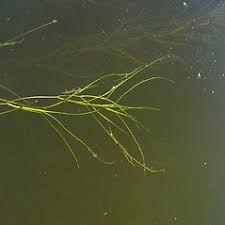 Attēlu rezultāti vaicājumam “Stuckenia filiformis leaf”