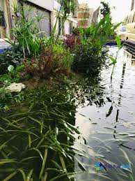 「水蘭」的圖片搜尋結果