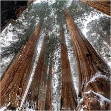 Image result for Mammutbaum